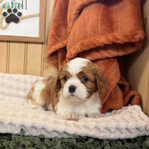 Cloe, Cavalier King Charles Spaniel Puppy